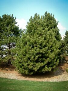 Сосна Чёрная (Pinus Nigra) купить по цене от 270.00р. в интернет-магазине «Посадика» с доставкой почтой в в Карабулаке и по всей России – [изображение №1].