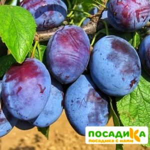 Слива Чачакская ранняя купить по цене от 229.00р. в интернет-магазине «Посадика» с доставкой почтой в в Карабулаке и по всей России – [изображение №1].