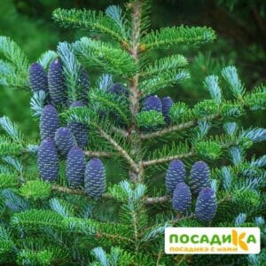 Пихта корейская (Abies koreana) купить по цене от 450.00р. в интернет-магазине «Посадика» с доставкой почтой в в Карабулаке и по всей России – [изображение №1].