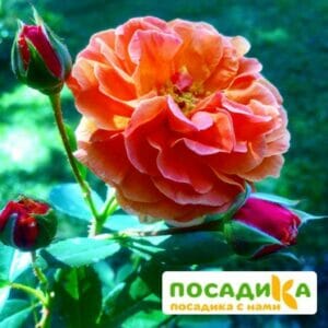 Роза Арабия купить по цене от 350.00р. в интернет-магазине «Посадика» с доставкой почтой в в Карабулаке и по всей России – [изображение №1].