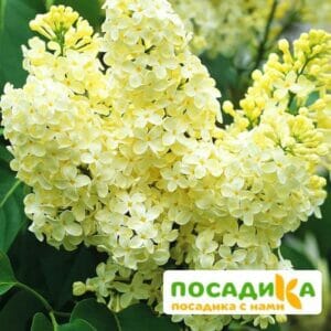 Сирень Примроуз (Primrose) купить по цене от 529.00р. в интернет-магазине «Посадика» с доставкой почтой в в Карабулаке и по всей России – [изображение №1].