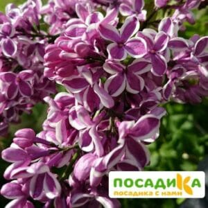 Сирень Сенсация купить по цене от 529.00р. в интернет-магазине «Посадика» с доставкой почтой в в Карабулаке и по всей России – [изображение №1].