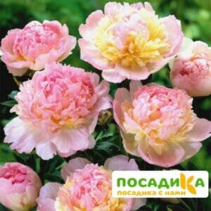 Пион Распберри Сандей (Paeonia Raspberry Sundae) купить по цене от 959р. в интернет-магазине «Посадика» с доставкой почтой в в Карабулаке и по всей России – [изображение №1].