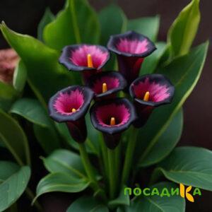 Калла Аура Лейс купить по цене от 400р. в интернет-магазине «Посадика» с доставкой почтой в в Карабулаке и по всей России – [изображение №1].