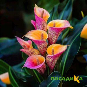 Калла Оникс купить по цене от 450р. в интернет-магазине «Посадика» с доставкой почтой в в Карабулаке и по всей России – [изображение №1].