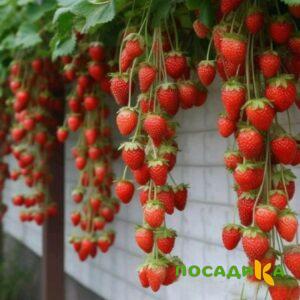Клубника вьющаяся Комплимент купить по цене от 470р. в интернет-магазине «Посадика» с доставкой почтой в в Карабулаке и по всей России – [изображение №1].