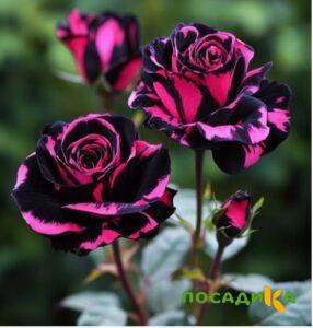 Роза Багровый Шепот купить по цене от 366р. в интернет-магазине «Посадика» с доставкой почтой в в Карабулаке и по всей России – [изображение №1].