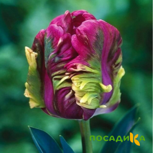Тюльпан Экзотик Хэвен купить по цене от 186р. в интернет-магазине «Посадика» с доставкой почтой в в Карабулаке и по всей России – [изображение №1].