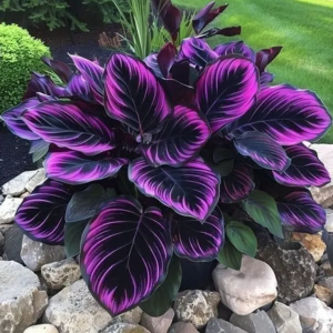 Хоста Люминоза купить по цене от 450р. в интернет-магазине «Посадика» с доставкой почтой в в Карабулаке и по всей России – [изображение №1].