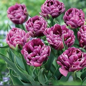 Тюльпан Айс Крим купить по цене от 430р. в интернет-магазине «Посадика» с доставкой почтой в в Карабулаке и по всей России – [изображение №1].