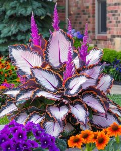 Хоста Кримэн Дрим купить по цене от 549р. в интернет-магазине «Посадика» с доставкой почтой в в Карабулаке и по всей России – [изображение №1].