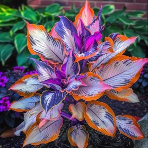 Хоста Эмеральд Тиара купить по цене от 602р. в интернет-магазине «Посадика» с доставкой почтой в в Карабулаке и по всей России – [изображение №1].