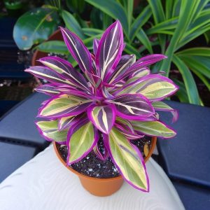 Хоста Сильвер Стик купить по цене от 650р. в интернет-магазине «Посадика» с доставкой почтой в в Карабулаке и по всей России – [изображение №1].