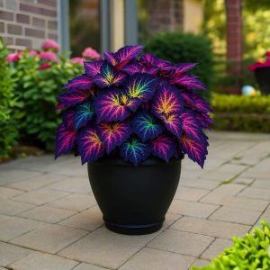 Хоста Фрости Блю купить по цене от 389р. в интернет-магазине «Посадика» с доставкой почтой в в Карабулаке и по всей России – [изображение №1].