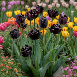 Тюльпан махровый Рейдинс Дарк купить по цене от 230р. в интернет-магазине «Посадика» с доставкой почтой в в Карабулаке и по всей России – [изображение №1].