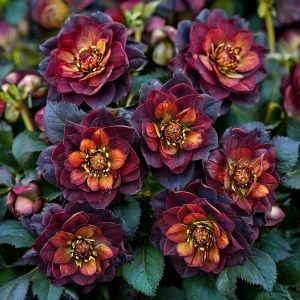 Морозник Сноу Дроп купить по цене от 348р. в интернет-магазине «Посадика» с доставкой почтой в в Карабулаке и по всей России – [изображение №1].