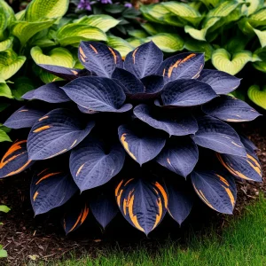 Хоста Умбра купить по цене от 349р. в интернет-магазине «Посадика» с доставкой почтой в в Карабулаке и по всей России – [изображение №1].