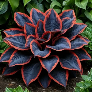 Хоста Солнечный Агат купить по цене от 440р. в интернет-магазине «Посадика» с доставкой почтой в в Карабулаке и по всей России – [изображение №1].