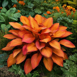 Хоста Солнечный Нектар купить по цене от 605р. в интернет-магазине «Посадика» с доставкой почтой в в Карабулаке и по всей России – [изображение №1].