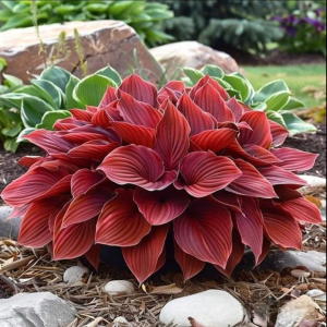 Хоста Малыш Шедевр купить по цене от 421р. в интернет-магазине «Посадика» с доставкой почтой в в Карабулаке и по всей России – [изображение №1].