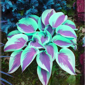 Хоста Висперин Бьюти купить по цене от 379р. в интернет-магазине «Посадика» с доставкой почтой в в Карабулаке и по всей России – [изображение №1].