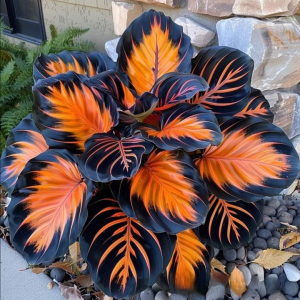 Хоста Сикрет Форест купить по цене от 601р. в интернет-магазине «Посадика» с доставкой почтой в в Карабулаке и по всей России – [изображение №1].