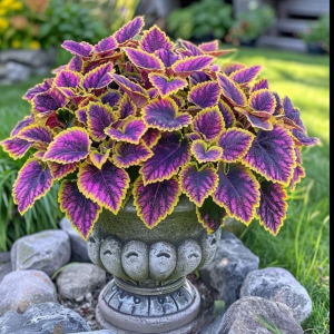 Хоста Рейдянт Чарм купить по цене от 365р. в интернет-магазине «Посадика» с доставкой почтой в в Карабулаке и по всей России – [изображение №1].