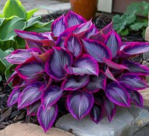 Хоста Сикрет Гарденс купить по цене от 549р. в интернет-магазине «Посадика» с доставкой почтой в в Карабулаке и по всей России – [изображение №1].