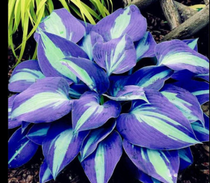 Хоста Аурелия купить по цене от 450р. в интернет-магазине «Посадика» с доставкой почтой в в Карабулаке и по всей России – [изображение №1].