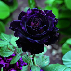 Роза Блэк Пантер купить по цене от 319р. в интернет-магазине «Посадика» с доставкой почтой в в Карабулаке и по всей России – [изображение №1].