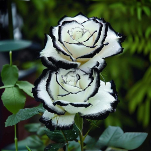 Роза Силк Ивин купить по цене от 319р. в интернет-магазине «Посадика» с доставкой почтой в в Карабулаке и по всей России – [изображение №1].