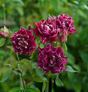 Роза Опаловый Пейзаж купить по цене от 490р. в интернет-магазине «Посадика» с доставкой почтой в в Карабулаке и по всей России – [изображение №1].