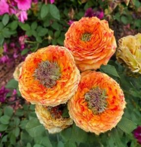 Роза Золотой Мираж купить по цене от 420р. в интернет-магазине «Посадика» с доставкой почтой в в Карабулаке и по всей России – [изображение №1].