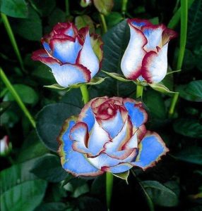 Роза Сафайер Пэтл купить по цене от 450р. в интернет-магазине «Посадика» с доставкой почтой в в Карабулаке и по всей России – [изображение №1].